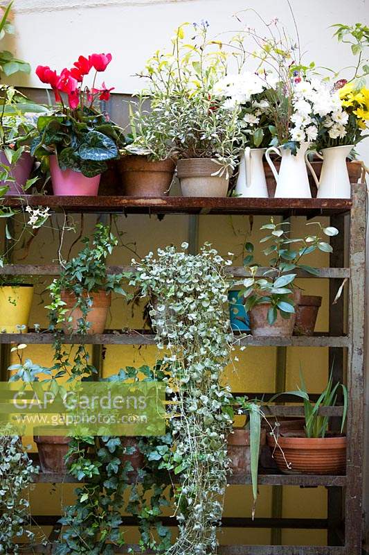 Potted plants arranged on shelves in corner of courtyard. 