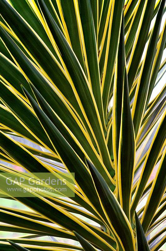 Yucca aloifolia f. marginata