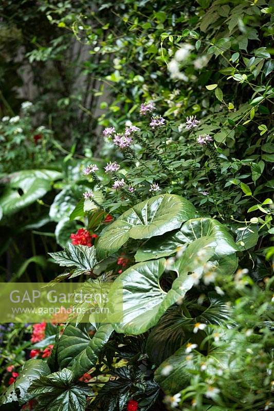 Farfugium japonicum, Begonia 'Gryphon' and Scaevola aemula