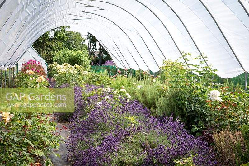 The polytunnel at Green and Gorgeous