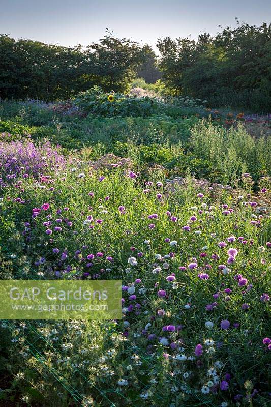 Looking over the stock beds with Centaurea moschata - Sultan flower, Sweet sultan - and nigella in the foreground.