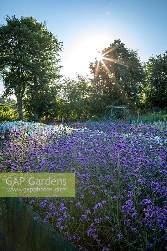 Dawn over the stock beds with Verbena bonariensis - Argentinian vervain -and Phlox paniculata 'David' in the foreground.