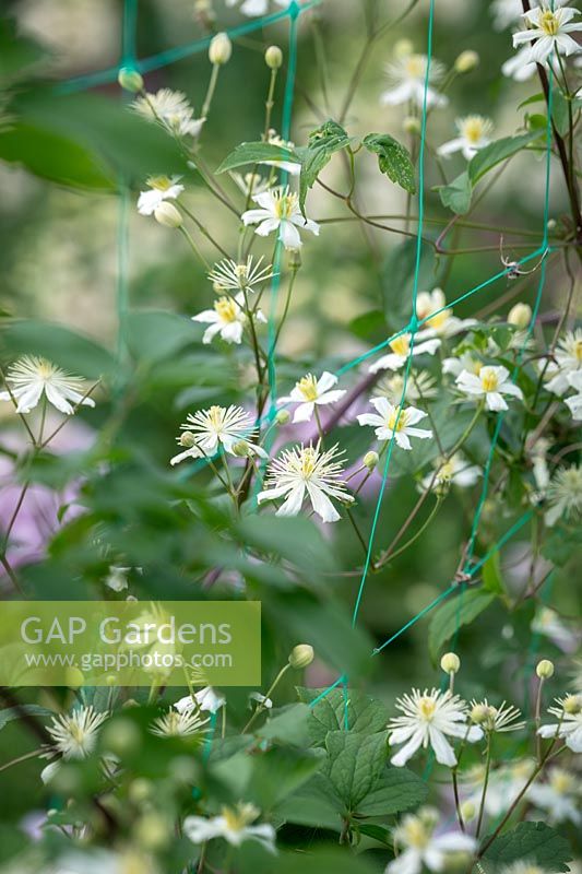 Clematis 'Paul Farges' AGM syn. Clematis fargesioides 'Summer Snow' , C. potaninii 'Summer Snow' growing up green plastic netting.