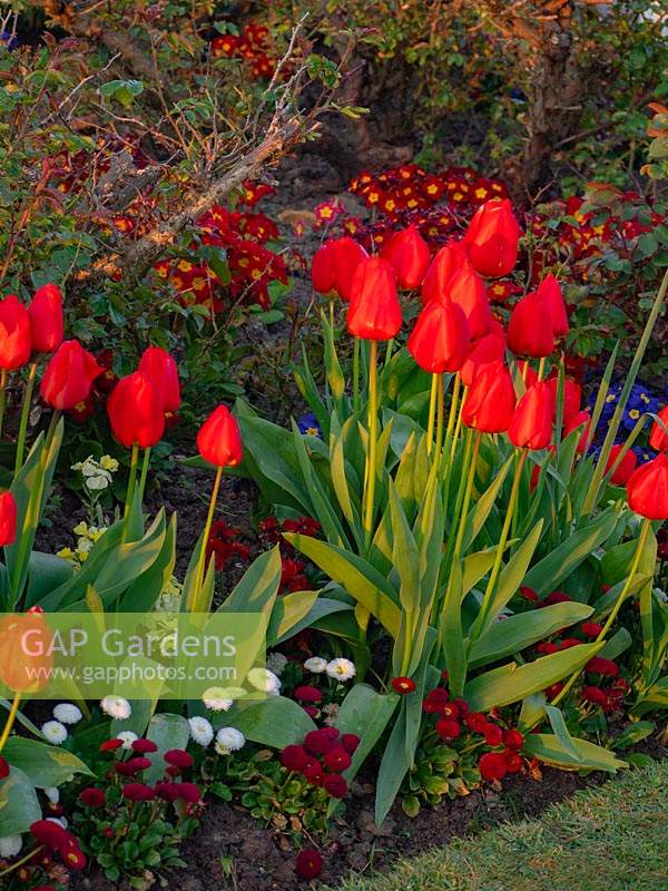 Tulipa 'Apeldoorn' in spring - Early April flowering underplanting Roses with Polyanthus and Daisy.