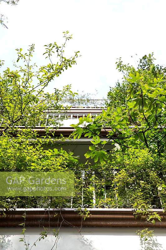 Looking up at metal railings of balconies where fruit trees are growing