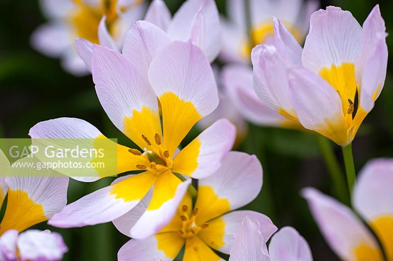 Tulipa saxatilis 'Lilac Wonder' 