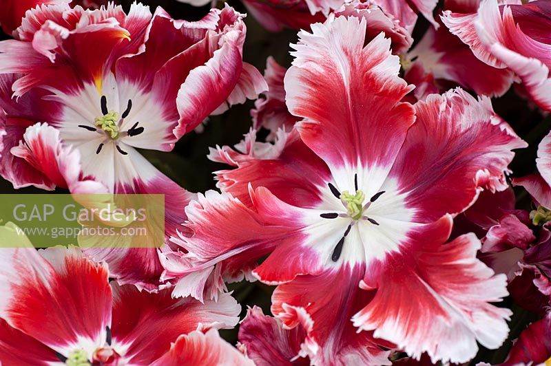 Tulipa 'Dee Jay Parrot' 