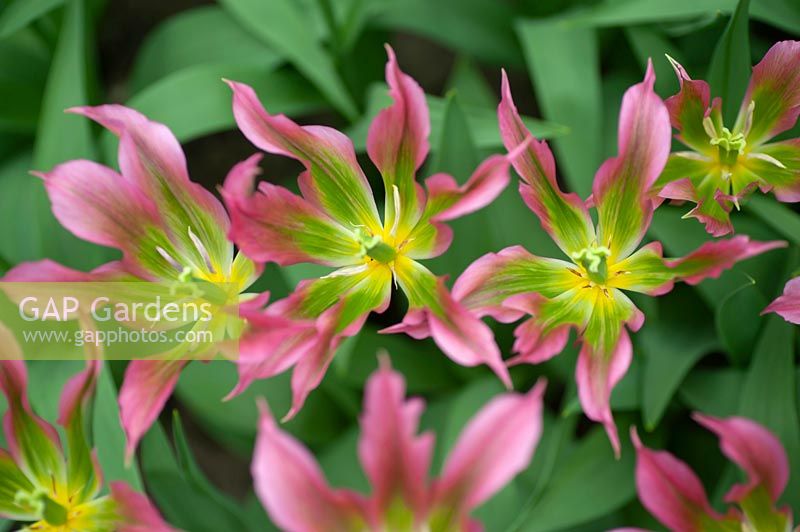 Tulipa 'Love Dance' - Tulip - looking down into flower