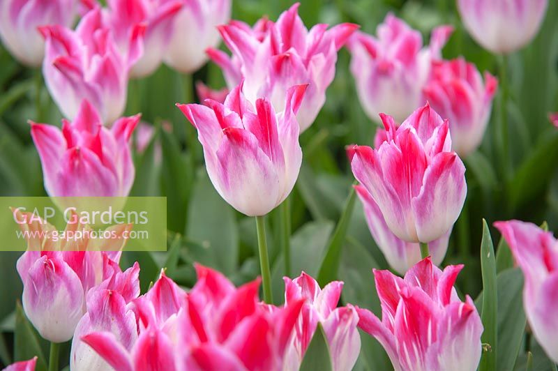 Tulipa 'Whispering Dream'