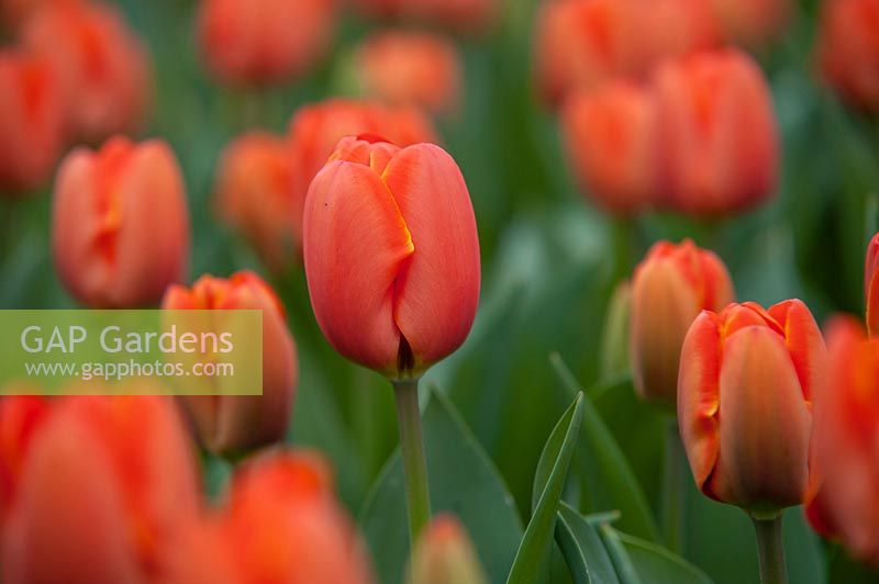 Tulipa 'Tripel A' syn. 'Triple A' - Tulip 