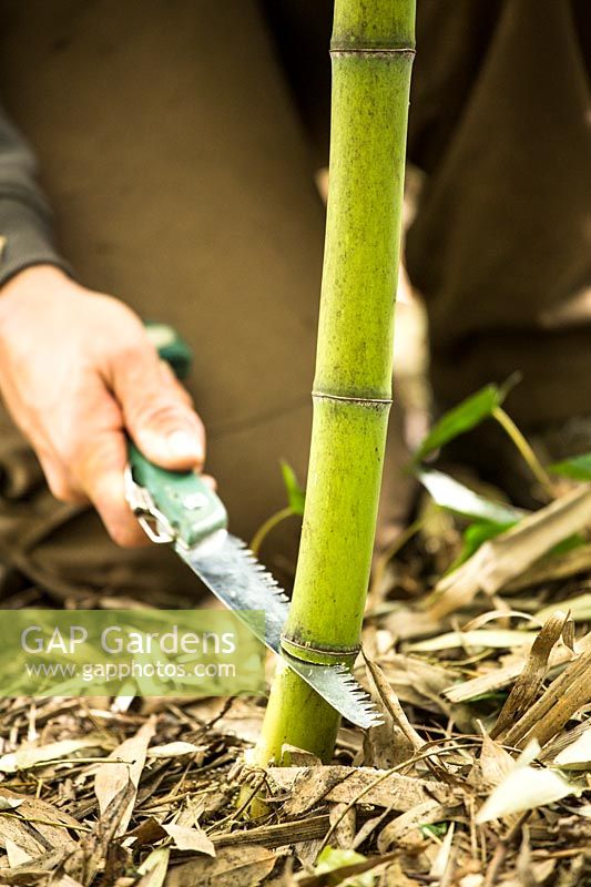 Cutting Bamboo stems - Phyllostachys viridiglaucescens