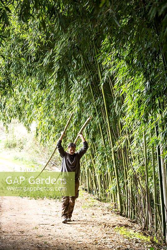 Harvesting Bamboo stems - Phyllostachys viridiglaucescens