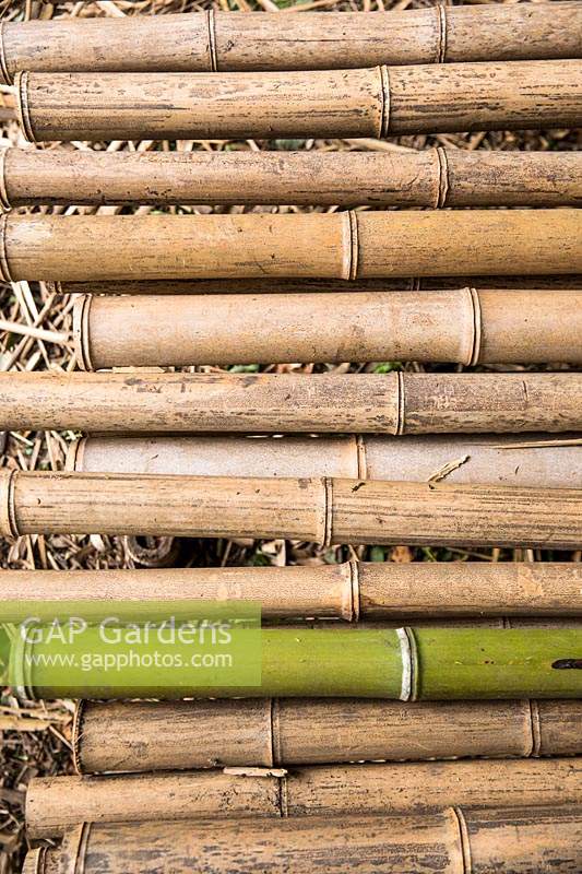 Stems of Phyllostachys viridiglaucescens - Bamboo