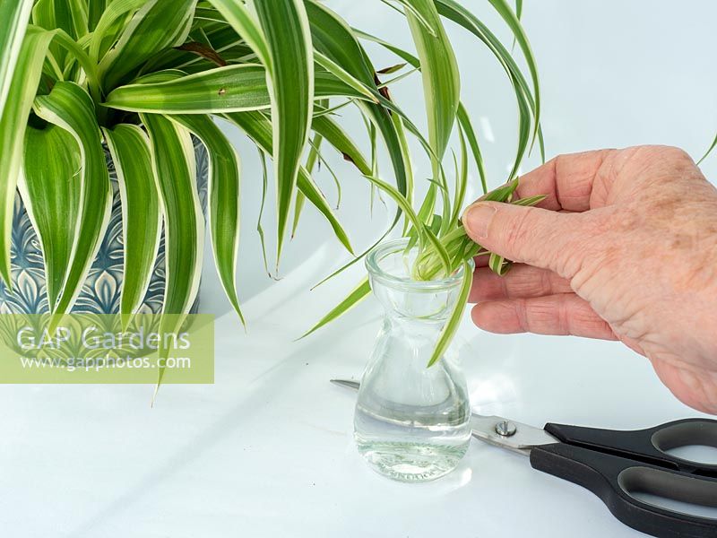 Rooting young plantlets of spider plants in water - Chlorophytum comosum