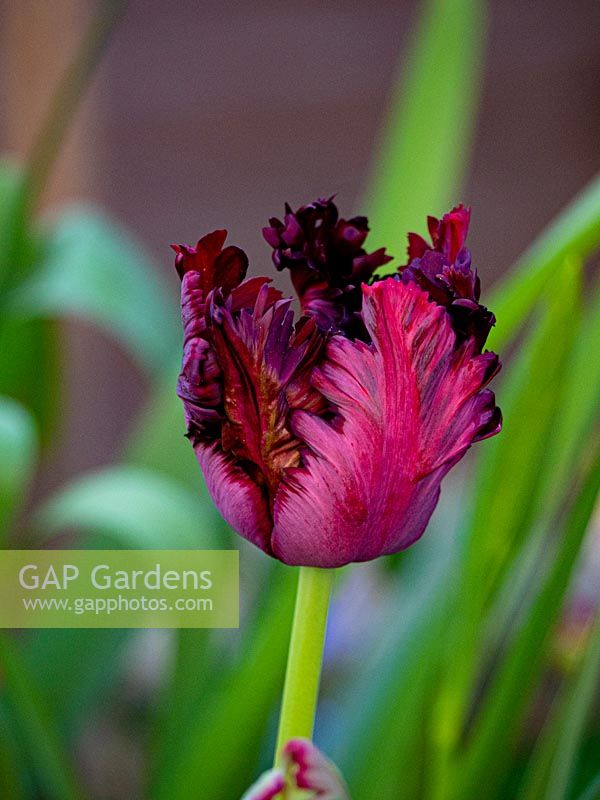 Tulipa 'Black Parrot' - Tulip 