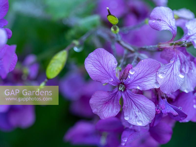 Lunaria - Honesty - flowers plus start of seed pod formation 