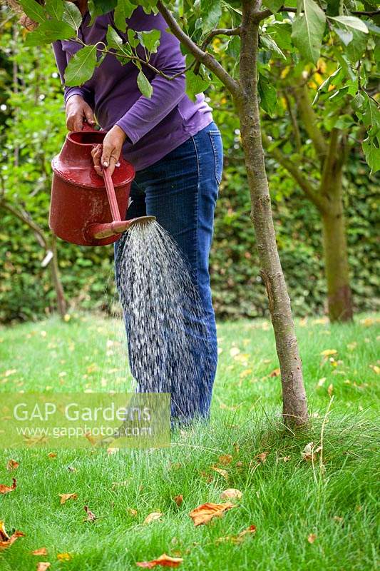 Watering Nemasys Grow Your Own  nematodes onto the trunk of an apple tree to protect from pests