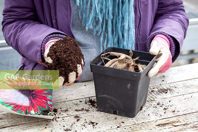 Planting a Dahlia tuber in a pot 