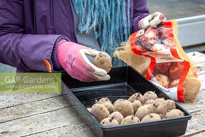 Placing chitted potatoes into a tray in early spring