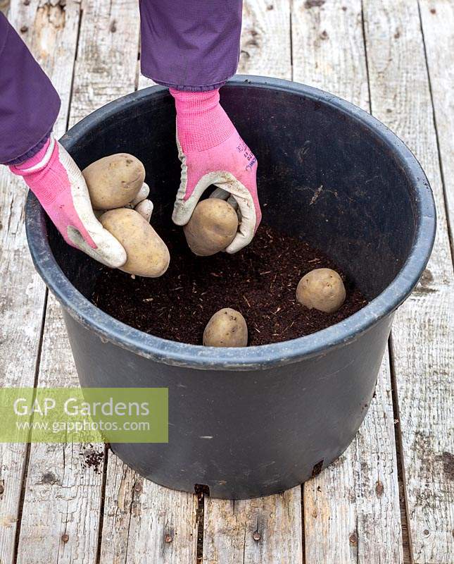 Planting early Potato tubers in a large plastic pot in the greenhouse