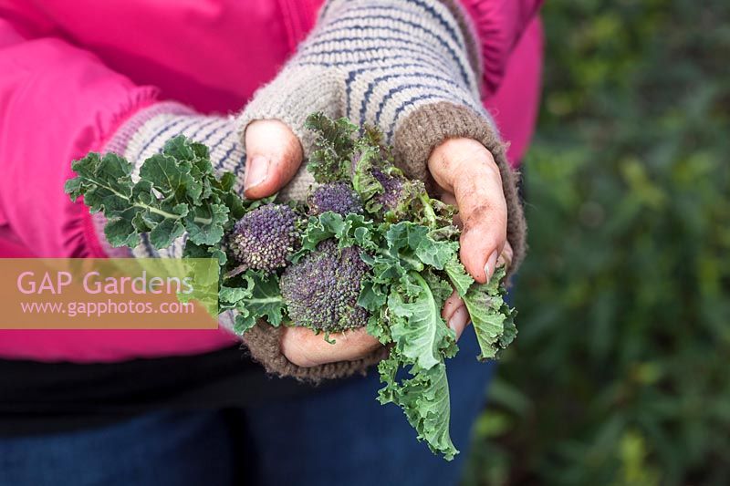 Harvesting Purple Sprouting Broccoli - Brassica oleracea