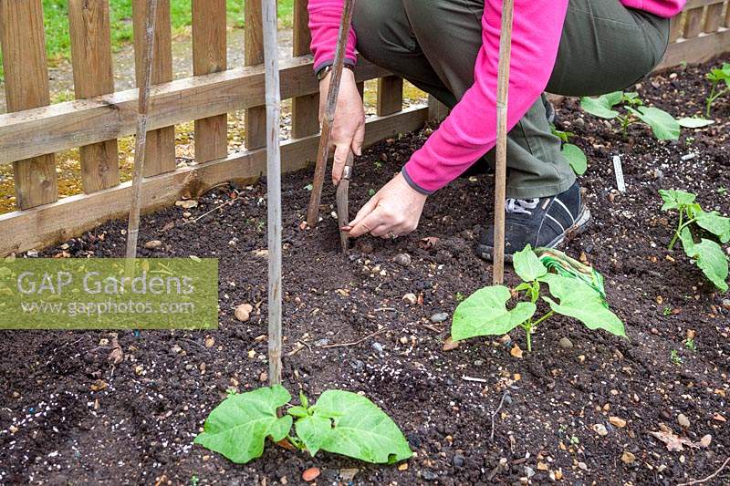 Sowing Phaseolus coccineus - Runner Bean - seeds directly in ground if there are any gaps