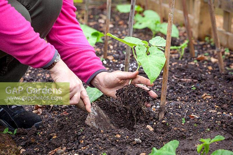 Planting out Phaseolus coccineus - Runner Bean - plants