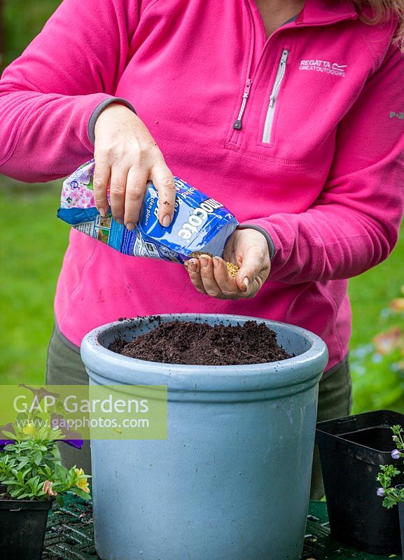 Planting up a container of bedding plants, measuring amount of compost by using a 1 litre pot to fill then calculating how much slow release fertiliser to add