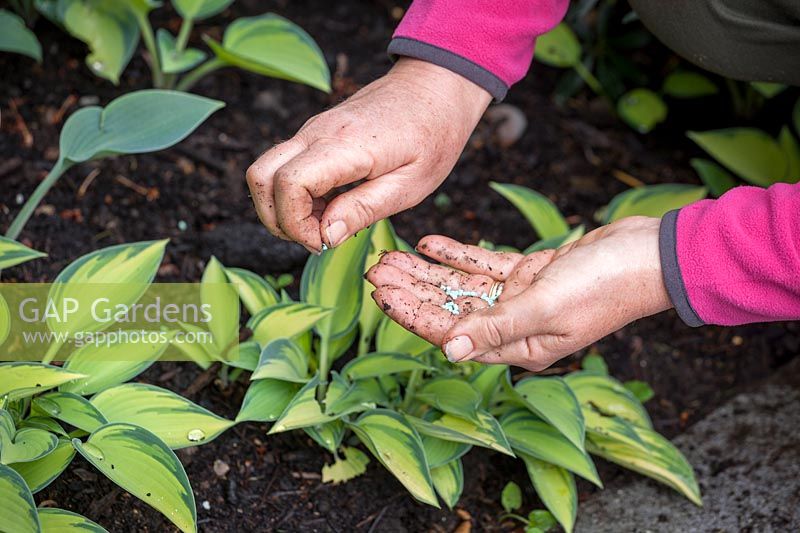 Protecting Hosta plants from slugs and snails in early stages of growth using finely scattered pellets