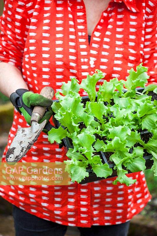 Carrying a tray of young Lactuca sativa - Lettuce - plants ready to plant out 