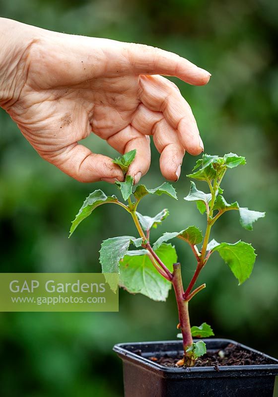 Pinching out the growing tips of a young Fuchsia plant to encourage bushy growth