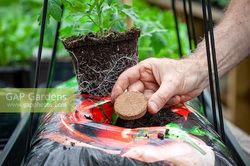 Planting Tomato plant in a grow bag - adding a Tomato Starter fertilising biscuit