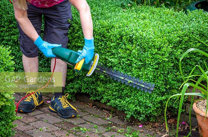 Trimming a low box hedge using an electric hedge trimmer