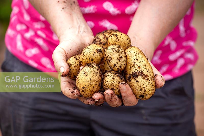 Holding a handful of freshly harvested container grown potatoes - Solanum tuberosum 'Lady Christl'.