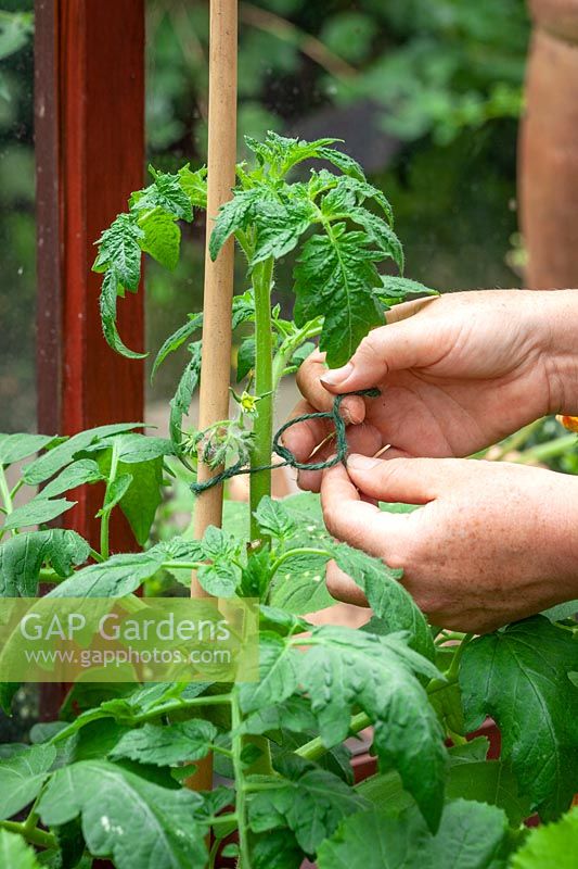 Tying in tomatoes in a greenhouse with garden twine and a cane