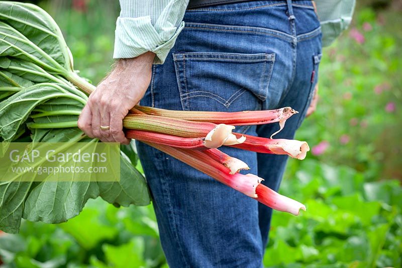 Harvesting rhubarb