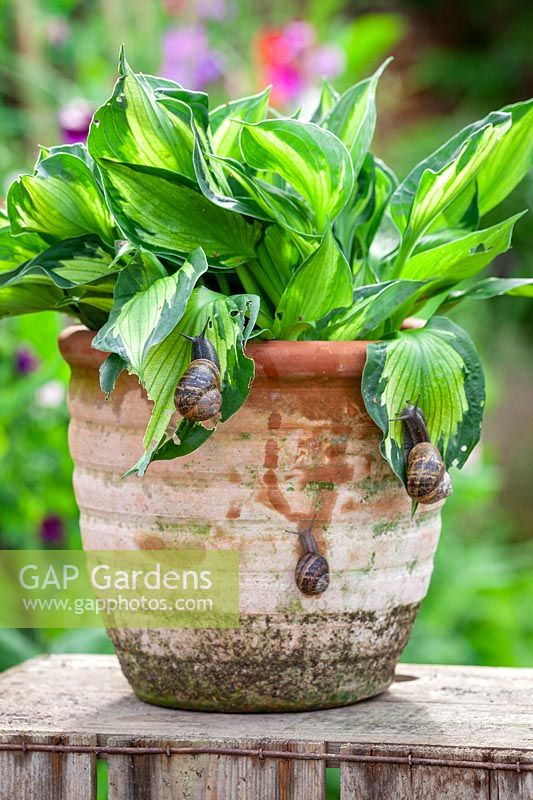 Snails attacking Hosta in a terracotta container