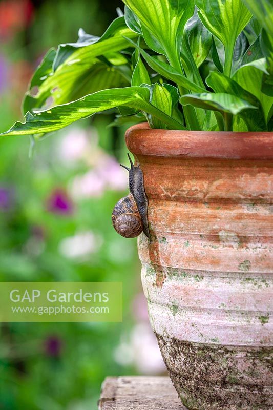 Snails climbing up a terracotta container towards a hosta