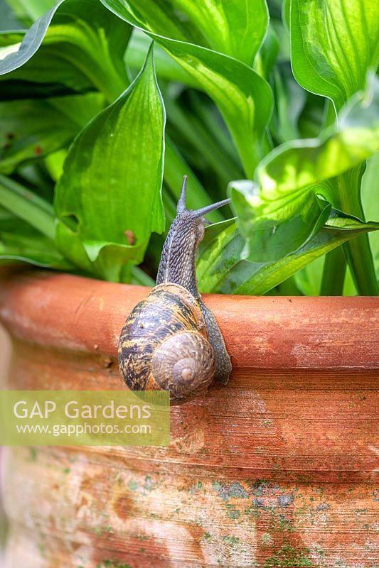 Snails climbing up a terracotta container towards a Hosta
