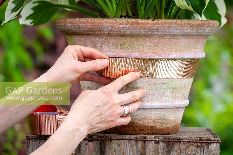 Applying copper tape to a terracotta container to protect a hosta from slugs and snails