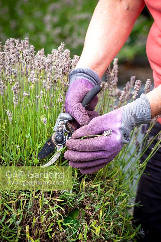 Trimming hardy lavender with secateurs after it has finished flowering - taking off flower stalks and first few leaves