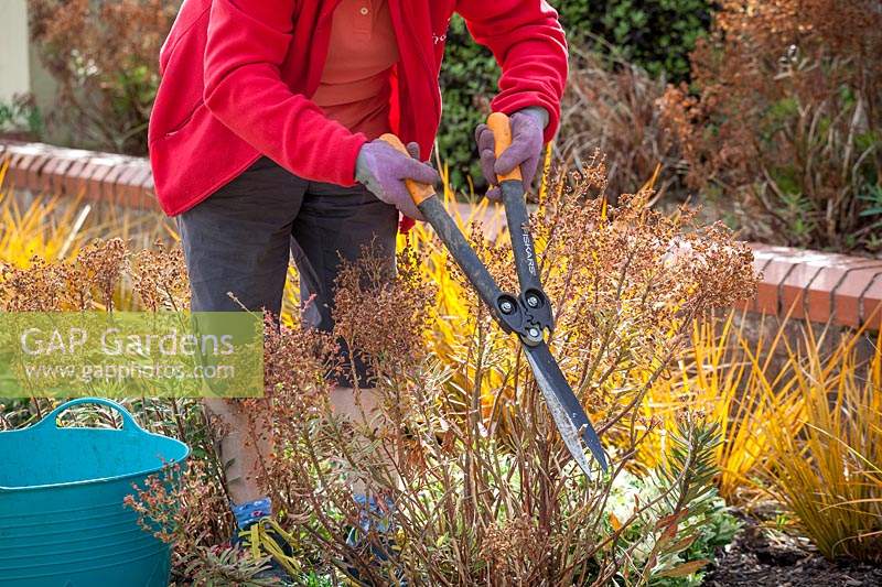 Deadheading euphorbias with shears after they have finished flowering. Wearing gloves to protect from toxic sap