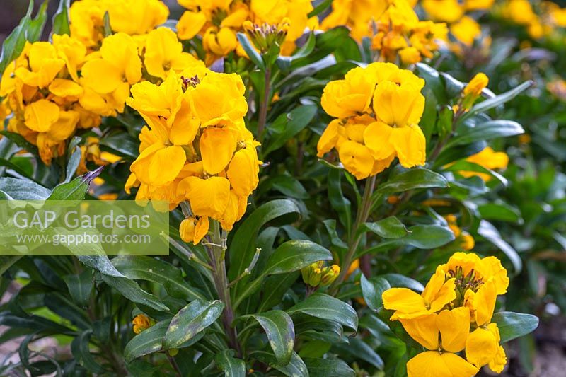 Erysimum 'Orange Bedder' - Wallflower - in flower