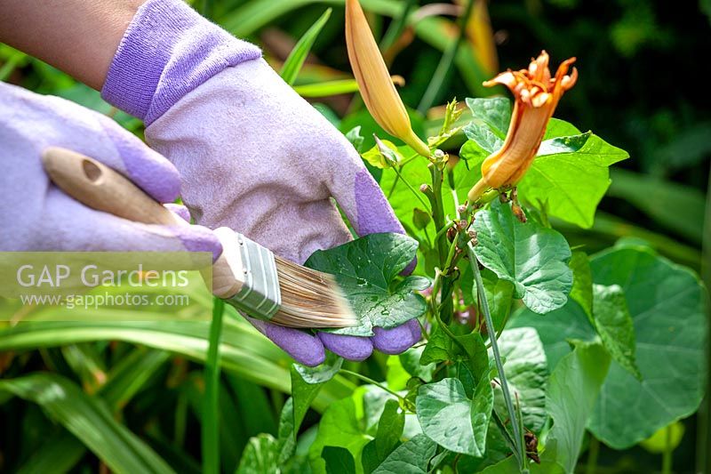 Using a paint brush and gloves to apply weed killer on to the leaves of bindweed that is running through day lilies in a border using a brush