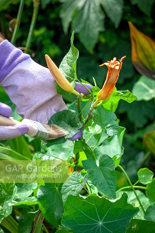 Using a paint brush and gloves to apply weed killer on to the leaves of bindweed that is running through Hemerocallis - Day Lily - in a border using a brush