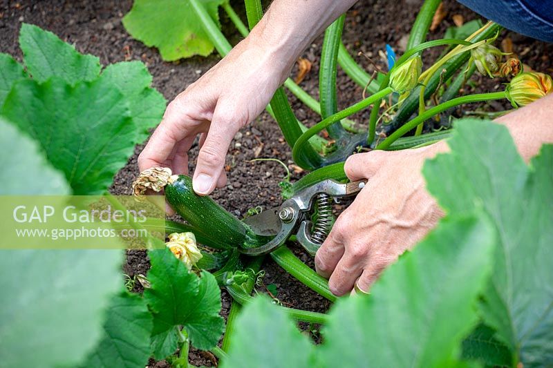Harvesting Courgette at the correct size before they turn into marrows