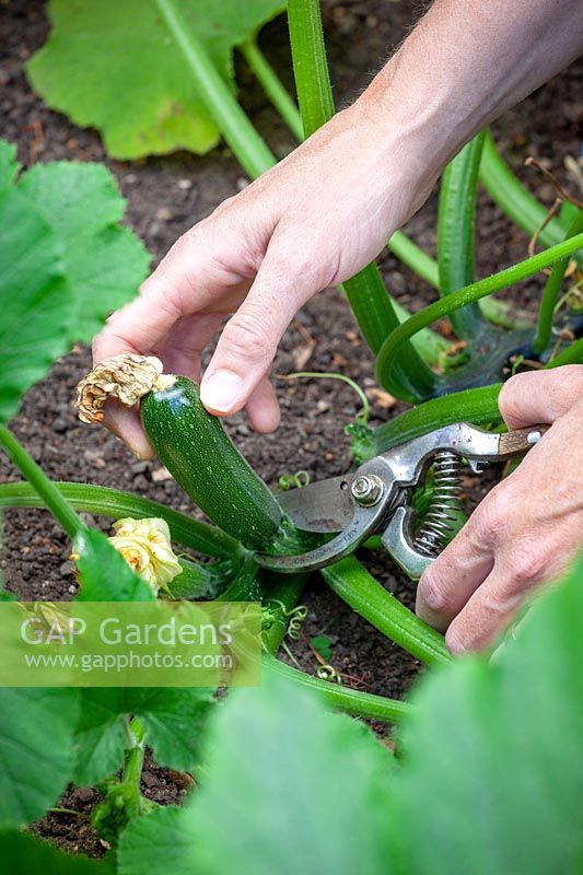 Harvesting Courgette at the correct size before they turn into marrows