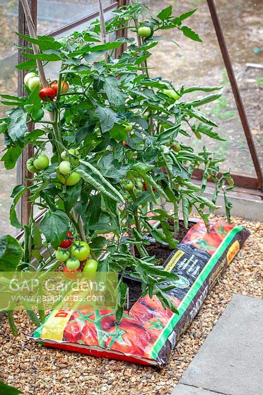 Tomato plants growing in growbags in a greenhouse