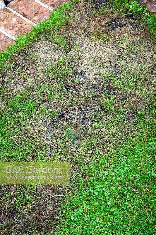 Using moss killer on a lawn - Showing blackened moss that has been killed by moss killer