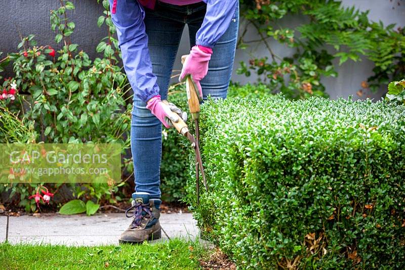 Trimming low box hedges using hand shears - Buxus sempervirens